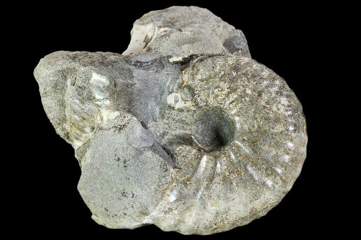 Hoploscaphites Ammonite - South Dakota #110583